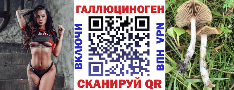 магазин    Буй  Галлюциногенные грибы Psilocybe 